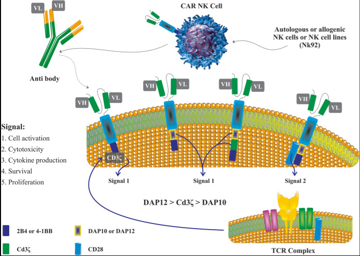 The common CAR constructions utilized in CAR-NK cell generation
