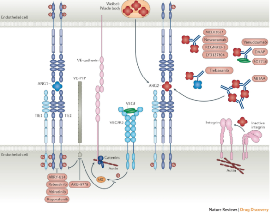 Signalling interactions and therapeutic targeting of the ANG–TIE pathway.