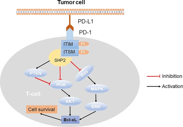 Fig.2 Immune checkpoint PD-1/PD-L1 signaling pathway.