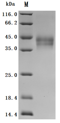 High Purity Validated by SDS-PAGE