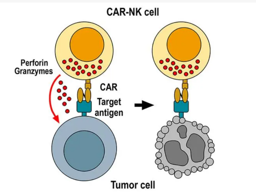 Fig.1 Killing of tumor cells by CAR-NK cells.