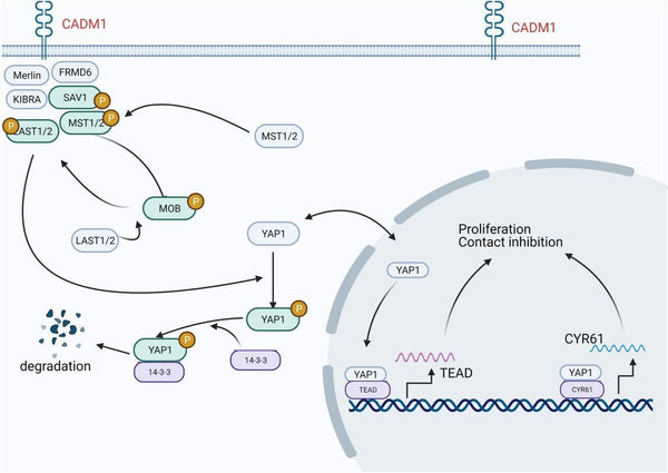 CADM1 participates in the Hippo pathway