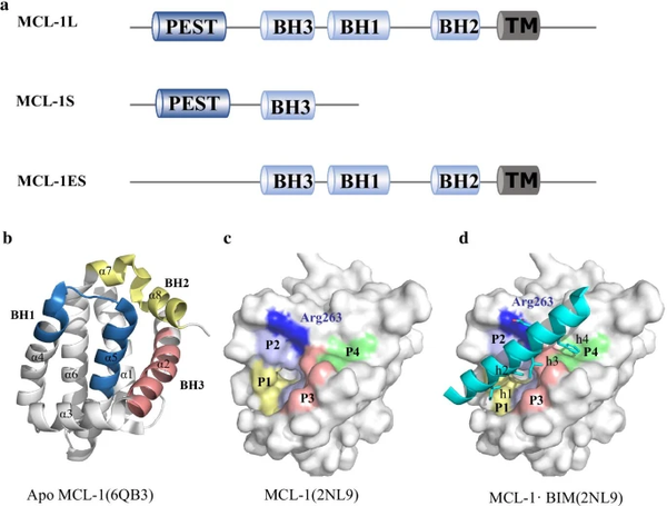 The isoforms and three-dimensional structure of MCL-1