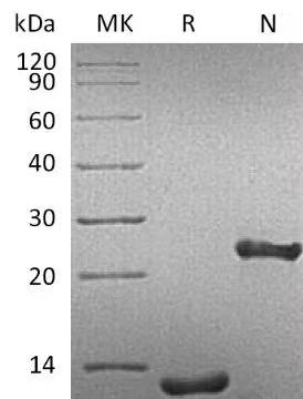 Recombinant Human TGF-beta 1: Greater than 95% as determined by reducing SDS-PAGE.
