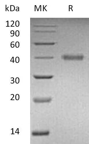 Recombinant Human RSPO1 (C-6His): Greater than 95% as determined by reducing SDS-PAGE