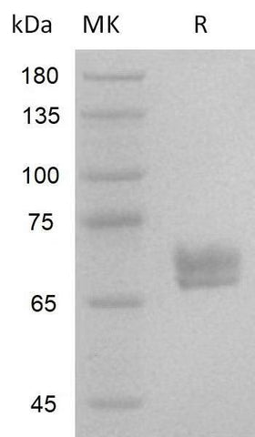 Recombinant Human Wnt3a V3. Greater than 95% as determined by reducing SDS-PAGE.