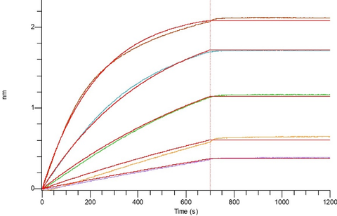 Loaded Biotinylated Human Nectin-4-His-Avi(Cat#BL-0291NP) on SA Biosensor, can bind Anti-Human Nectin-4 mAb-mFc with an affinity constant of 1 <10-3 nM as determined in BLI assay. (Regularly tested)