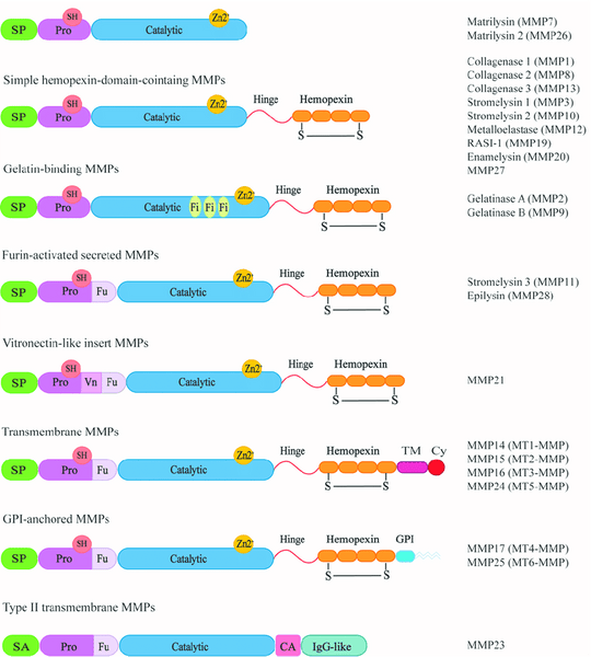 Structural Domain of MMPs
