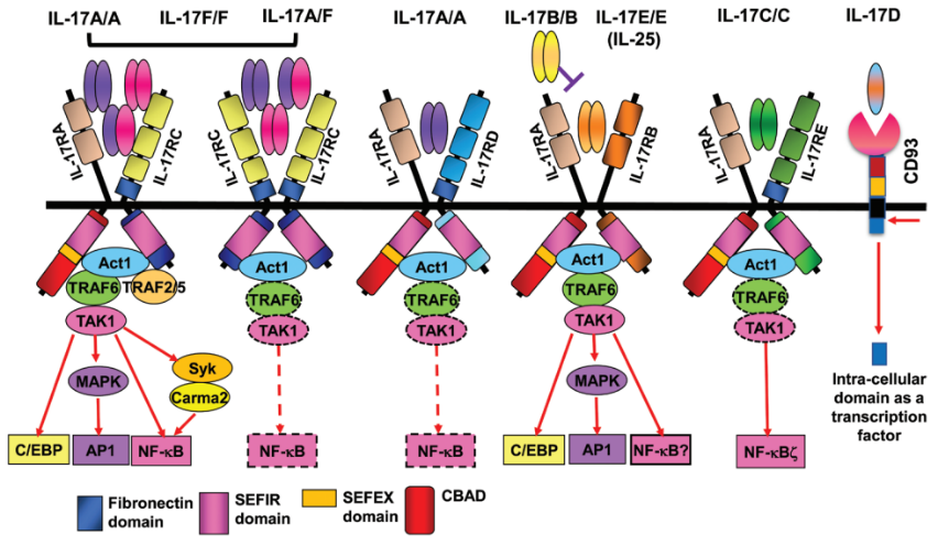 The IL-17 cytokine and its receptor family
