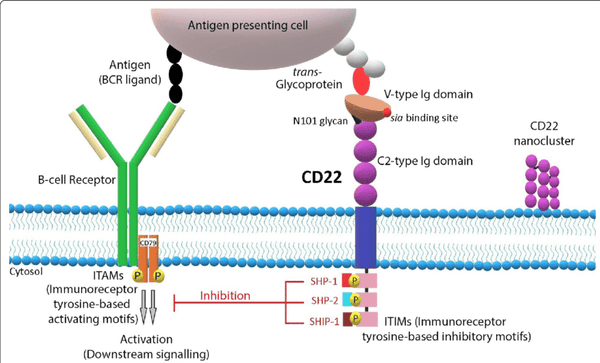 CD22 structure and signaling pathway.