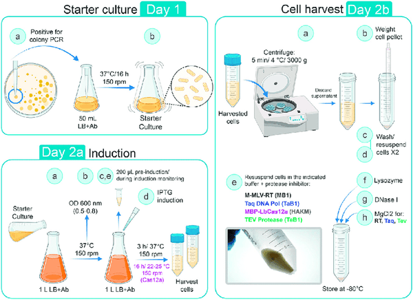 Fig.1 Protein expression workflow in E. coli [5]