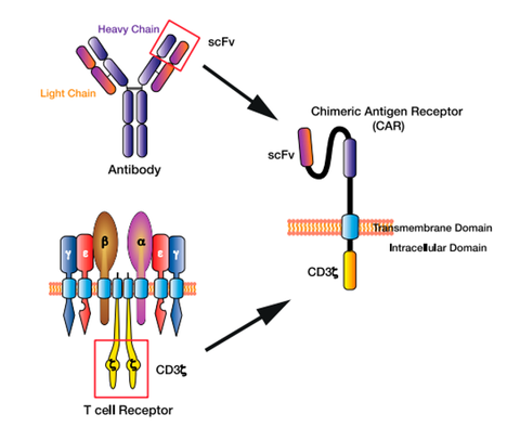 The chimeric antigen receptor (CAR) T cell design