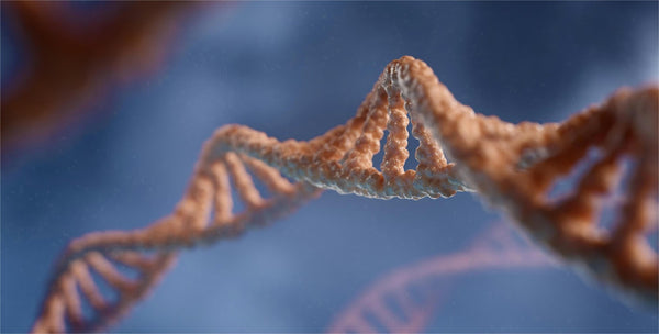 Double helix of DNA