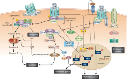 Fig 1. TNF-mediated signaling pathways.
