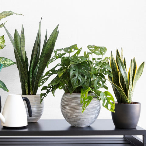 plants for bedroom