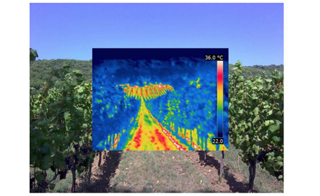 Mosaic image (visible + thermal) of a vineyard parcel