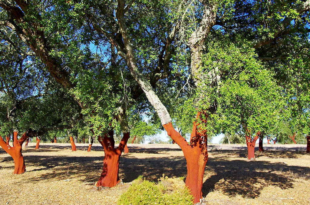 Cork trees