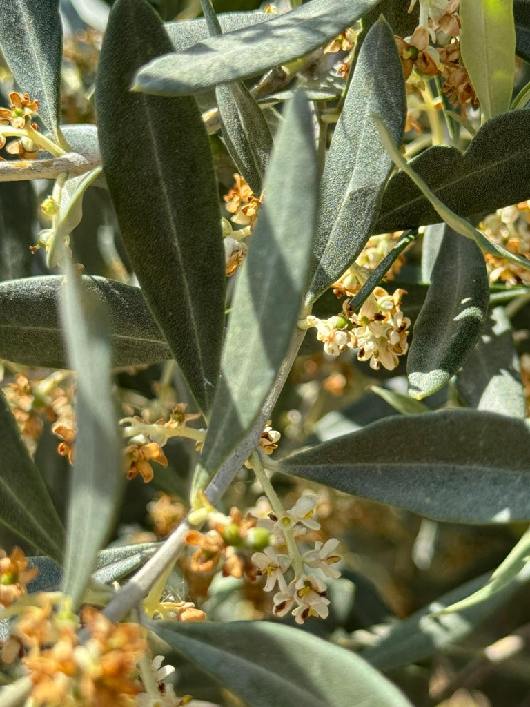 verkümmerte Olivenblüten