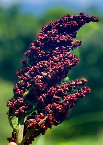 Sumac Berries