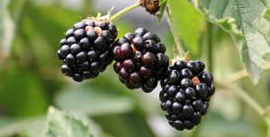 Blackberry fruit