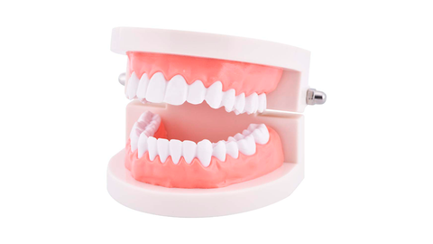 A third-year dental student uses a tooth model