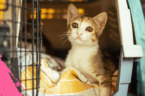 Gato en transportadora