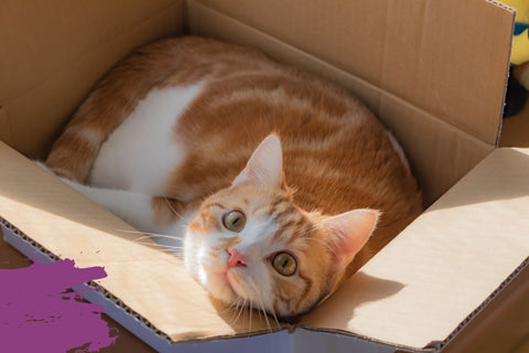 Gato dentro de una caja