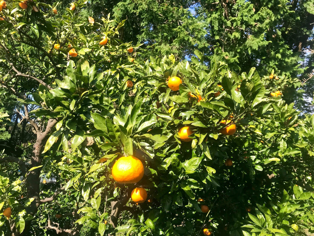 กิ่งไม้สีส้มที่สร้างสีที่สวยงาม # Takashi Suzuki