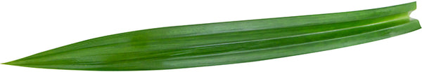 shea-koko-natural-green-leaf-border