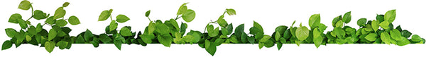 shea-koko-natural-green-leafy-border