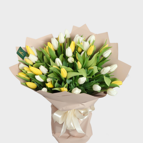 50 White Yellow Tulips
