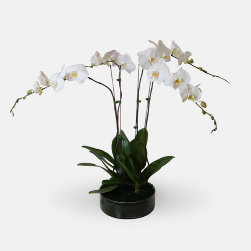 4 White Phalaenopsis Orchid Plants