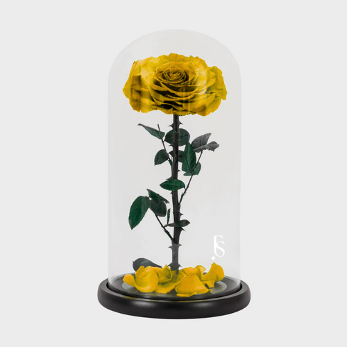 1 Forever Rose Yellow | Forever Rose Delivered Dubai | Official Forever Rose