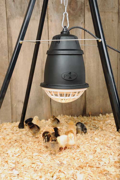 heat lamp stand for chicks