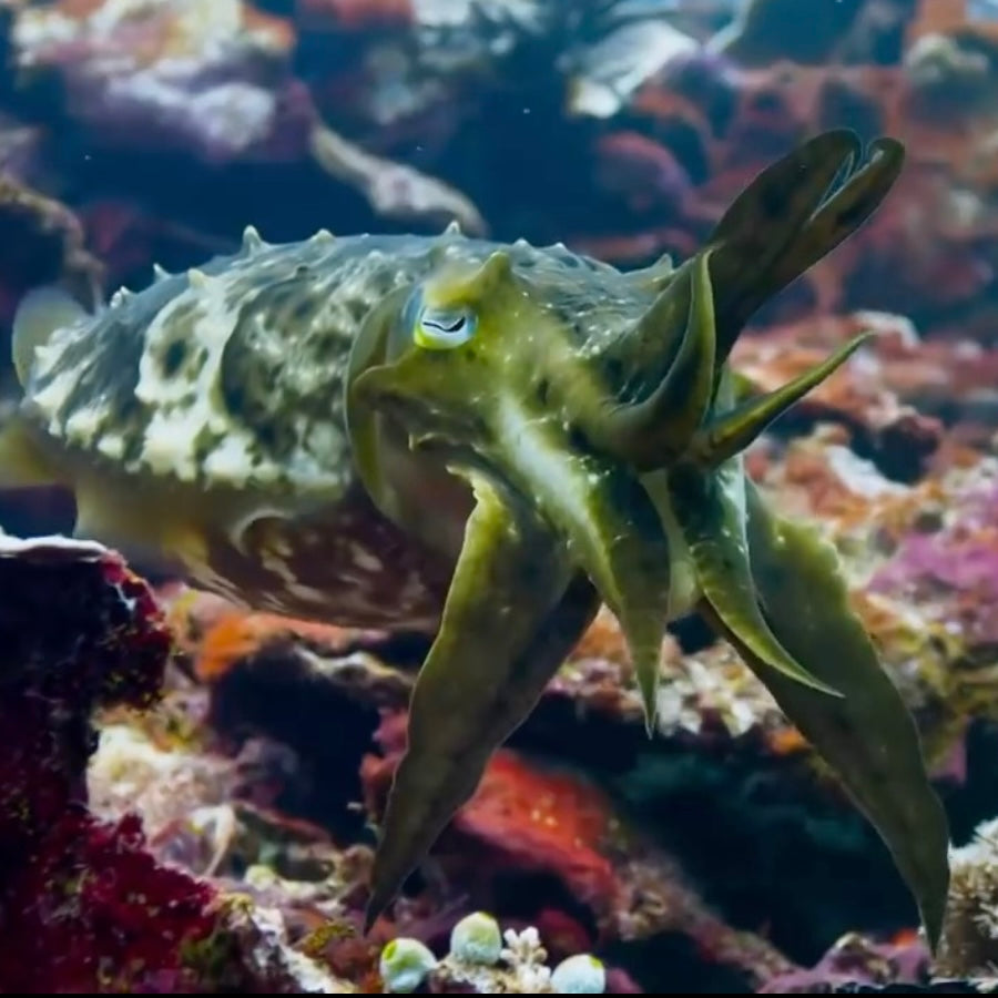 Coral reef documentary