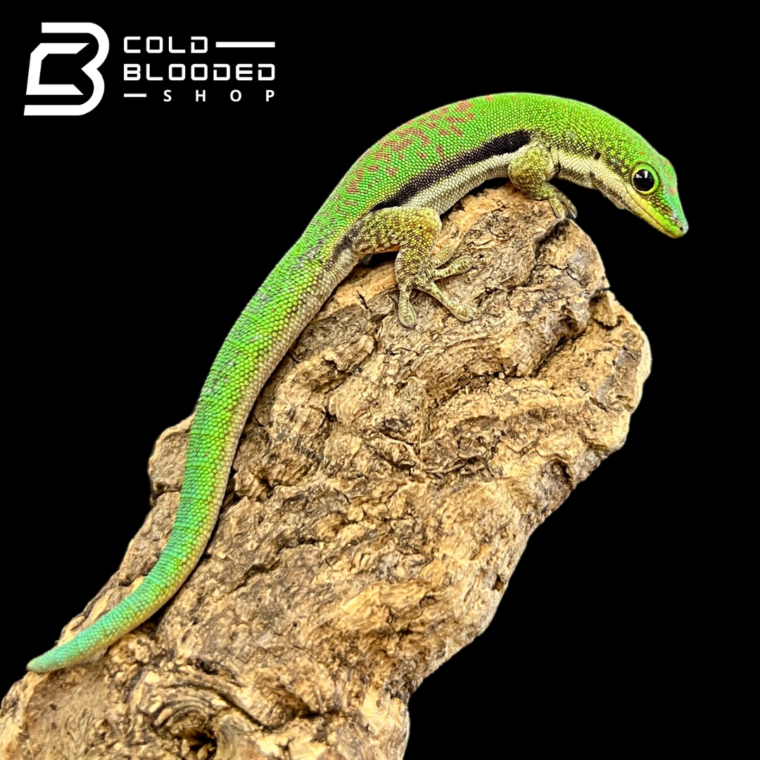 Lined Day Geckos - Phelsuma lineata