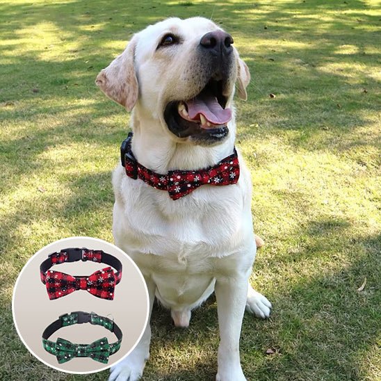 collier-chien-collar-deux-couleurs-chien