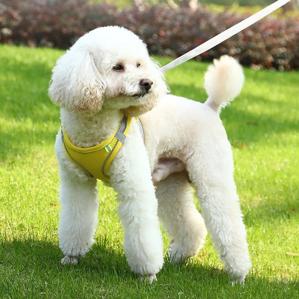 harnais-pour-chien-dogharness-jaune-blanc-chien