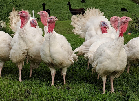 turkeys on green pasture with cows in the background