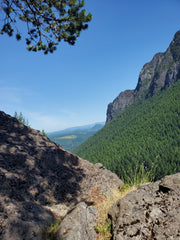 View of the evergreen forrest and vast land