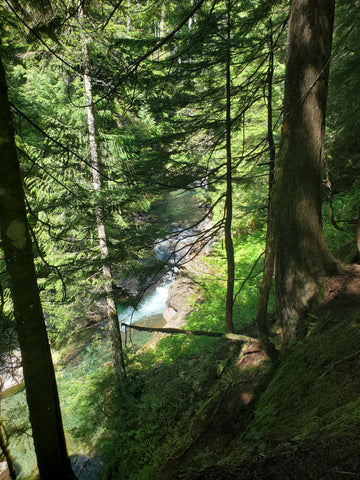 Following the river on a forrest trail