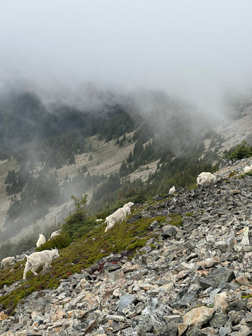 Mountain goats on the Rocky Mountain side