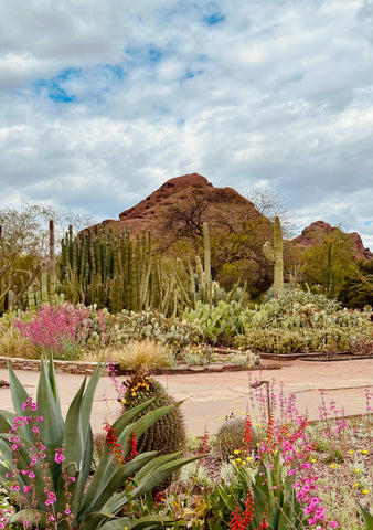 Wild flowers blooming alongside the cacti and succulents with the brown desert rock in the background