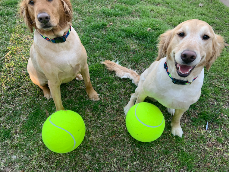 jumbo ball for dogs