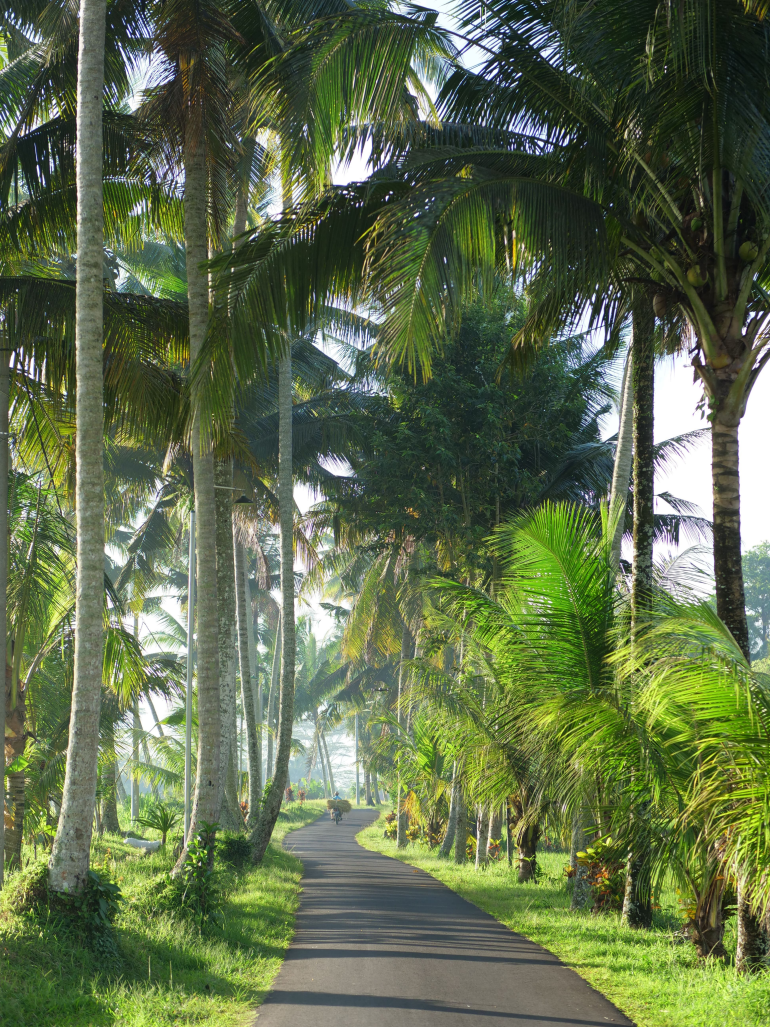 grön-natur-bali