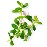 BACOPA MONNIERI