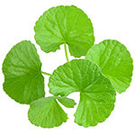 GOTU KOLA