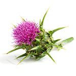 MILK THISTLE