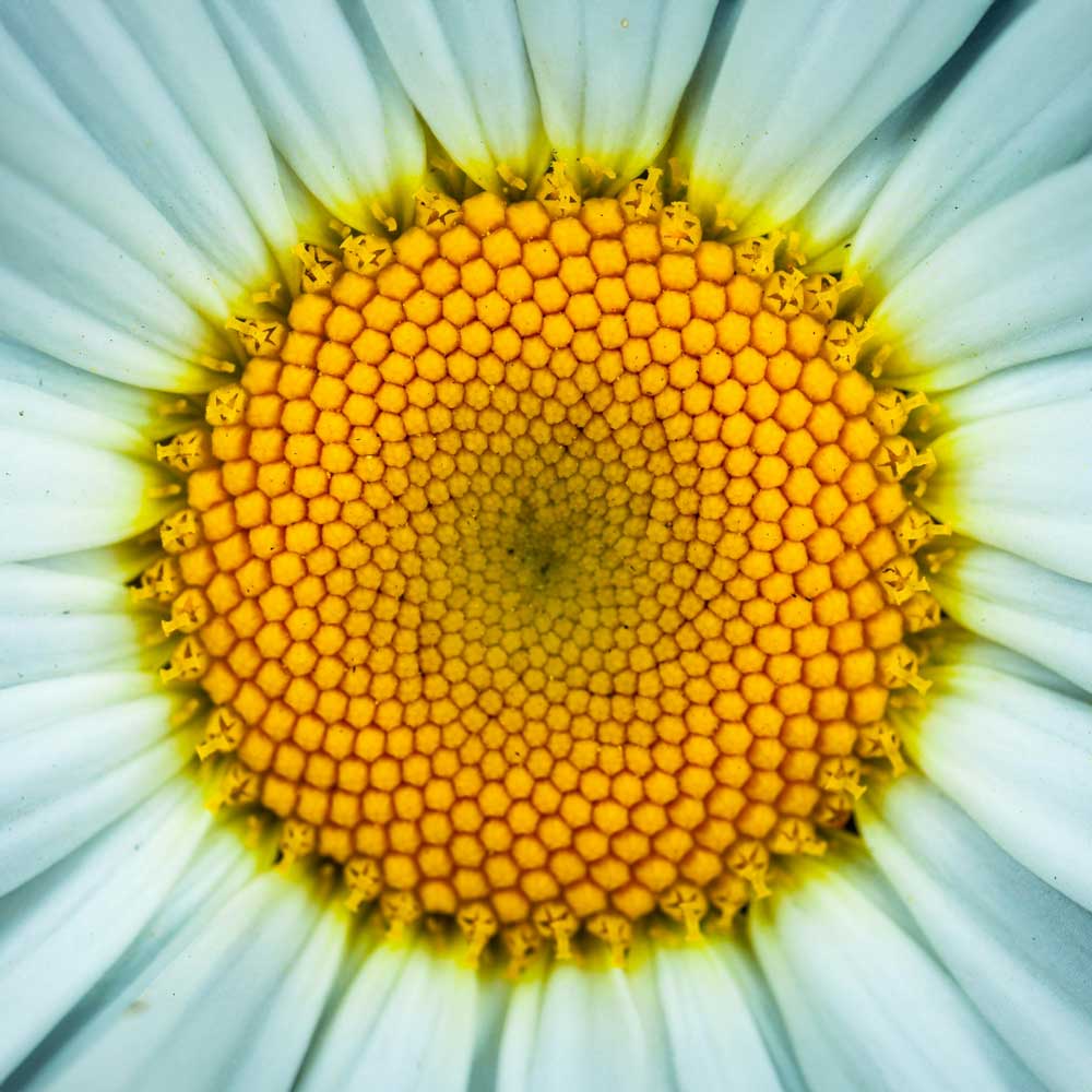 Close-up of the vibrant yellow center of a white daisy.