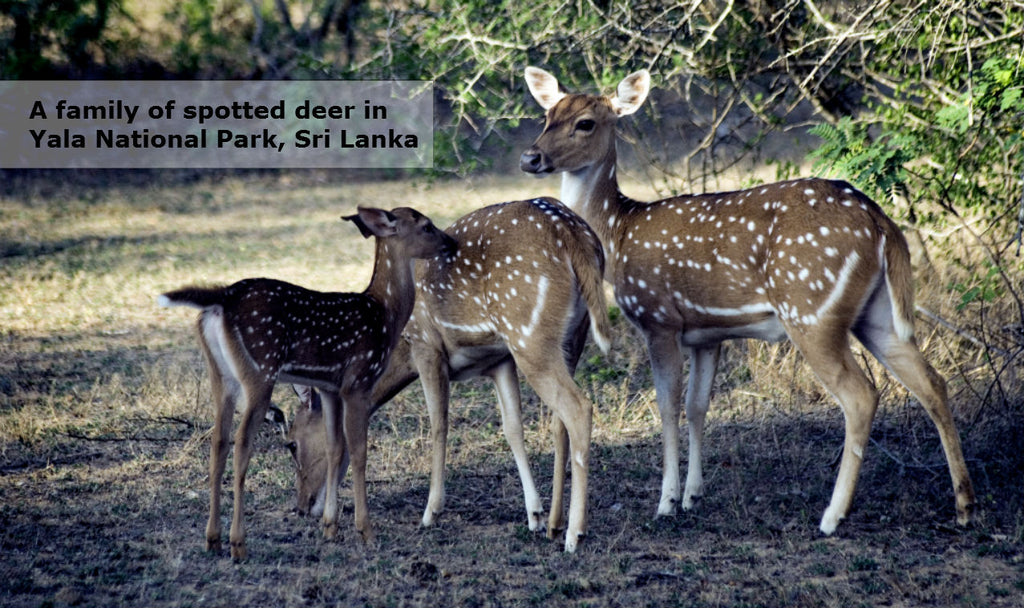 A family of spotted deer in Yala National Park in Sri Lanka